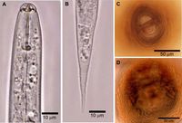 Heterodera trifolii PlantPathJ 2018.jpg