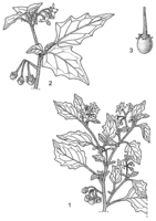 Linedrawing Solanum villosum.gif