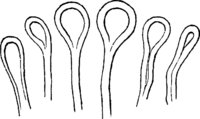 Melampsora allii-fragilis Kleb. Abb0137-3 (Gäumann 1959, Rostpilze Mitteleuropas).png