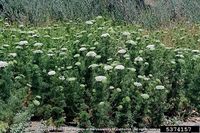 Ammi visnaga IPM5374157.jpg