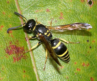 Ancistrocerus adiabatus BugGuide15793.jpg