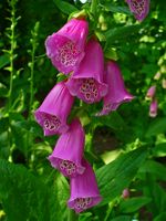 Digitalis purpurea 002.JPG