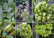 Morphological summary of Angelica archangelica L. (photos Andrea Moro, Andres Saag)