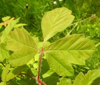 Acer griseum (Franch.) Pax – Photo: Andrea Moro 2006, Dryades TSB33699.jpg