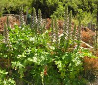 Acanthus mollis L. – Photo: Andrea Moro 2006, Dryades TSB34838.jpg