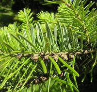 Abies homolepis Siebold & Zucc. – Photo: Andrea Moro 2007, Dryades TSB45460.jpg