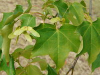 Acer cappadocicum Gleditsch – Photo: Andrea Moro 2008, Dryades TSB58374.jpg