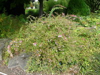 Abelia schumannii Rehder – Photo: Andrea Moro 2008, Dryades TSB59036.jpg