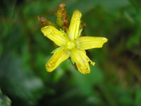 Hypericum montanum JuliaKruse 3.jpg