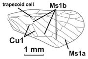 Muiralevu africanus forewing.jpg