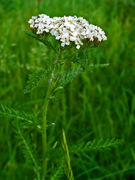 Achillea millefolium 002.JPG