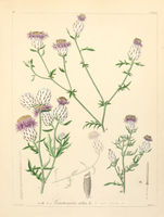 Centaurea alba - 001x.jpg