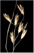 Spikelets of Deschampsia flexuosa (L.) Trin. (×3; photo Andrea Moro 2004)