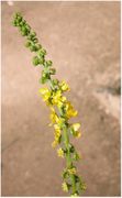 Inflorescence of Agrimonia procera Wallr.