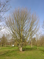 Acer rubrum L. – Photo: Andrea Moro 2009, Dryades TSB62857.jpg