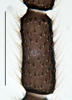 Leptosciarella juliae Antenna1.jpg