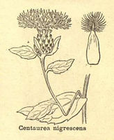 Centaurea nigrescens ssp nigrescens.jpg