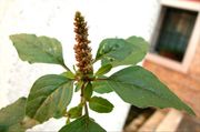 Inflorescence of Amaranthus deflexus L.