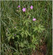 Geranium sylvaticum L.