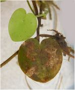 Hydrocharis morsus-ranae L.