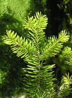 Abies homolepis Siebold & Zucc. – Photo: Andrea Moro 2007, Dryades TSB45459.jpg