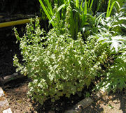 Habit of Marrubium vulgare L. (photo Andrea Moro 2009)