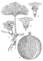 Linedrawing Cucurbita ficifolia.gif