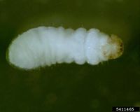 Xyleborus glabratus IPM5411465.jpg