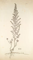 Artemisia austriaca.jpg