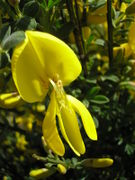 Cytisus scoparius JuliaKruse.jpg