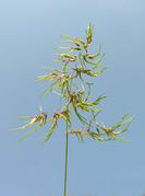 Poa bulbosa L. subsp. bulbosa