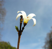 Abeliophyllum distichum Nakai – Photo: Andrea Moro 2009, Dryades TSB62159.jpg