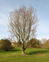 Acer rubrum L. – Photo: Andrea Moro 2009, Dryades TSB62504.jpg