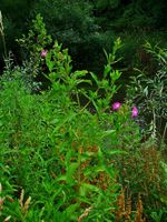 Epilobium hirsutum 001.JPG