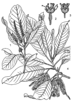 Linedrawing Terminalia schimperiana.gif