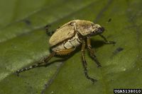 Macrodactylus subspinosus IPM5138010.jpg