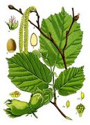 Corylus avellana 