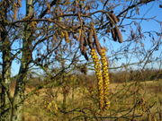 Alnus glutinosa JuliaKruse 2.jpg