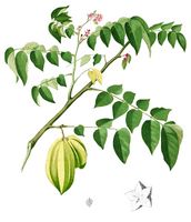 Averrhoa carambola Blanco1.139-cropped.jpg