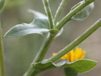 Calendula arvensis leaf (12).jpg