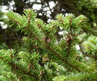 Abies recurvata Mast. – Photo: Andrea Moro 2008, Dryades TSB58419.jpg