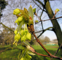 Acer opalus Mill. – Photo: Andrea Moro 2009, Dryades TSB62903.jpg