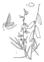 Linedrawing Crotalaria ochroleuca.gif