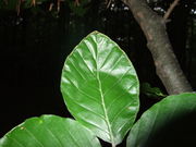 Pflanzengalle Acalitus stenaspis auf Fagus sylvatica (Blattoberseite)