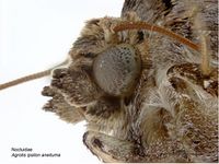 Agrotis ipsilon PaDIL141497b.jpg