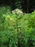 Angelica sylvestris JuliaKruse.jpg