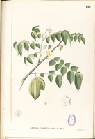 Averrhoa carambola Blanco1.139-original.png