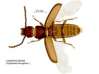 Cryptolestes ferrugineus PaDIL135832a.jpg