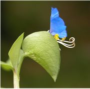 Commelina communis L.