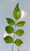 Tecoma capensis (Thunb.) Lindl.